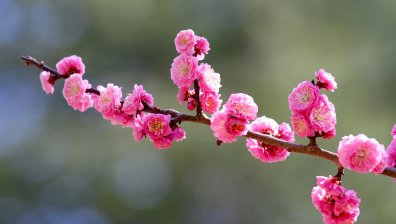 Вишните в Япония цъфнаха по-рано от всякога