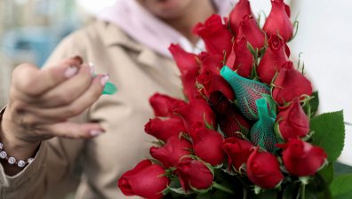 Мисия "Свети Валентин": От оранжериите на Колумбия до магазините по света (СНИМКИ)