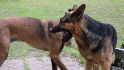 Три кучета нападнаха и нахапаха възрастна жена в Александрово