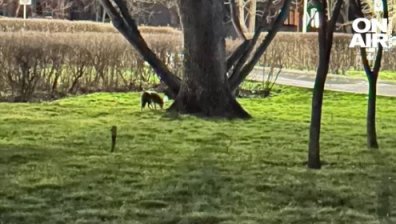 Чакалите в Бургас не само се чуват: Разхождат се в Морската градина
