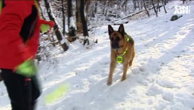 Кучетата на служба в ПСС с юбилей - 45 години част от БЧК
