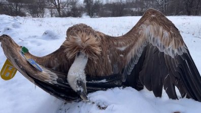 Отровена надежда: Шест са вече мъртвите лешояди край Котел
