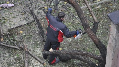 Забавят, но не забравят! Колко време отне отстраняването на паднало от снега дърво (ВИДЕО + СНИМКИ)