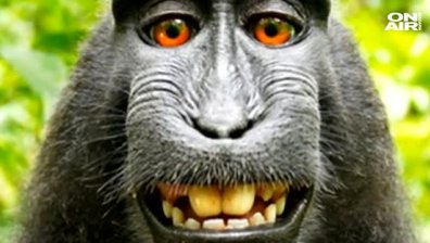 PETA и фотограф се хванаха за гушите заради маймунско селфи