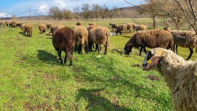 36 хил. фермери у нас са получили средства заради войната в Украйна