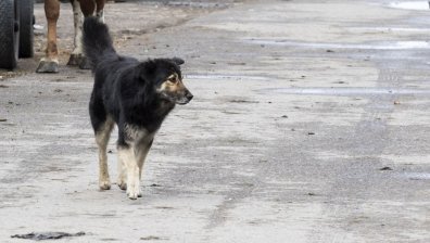 Сигнал от Helpbook: Бях нападнат от кучета, пуснати безстопанствено от къща