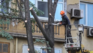 Зам.-кметът на София за отрязаните дървета: Трябваше да изберем или тях, или канализация