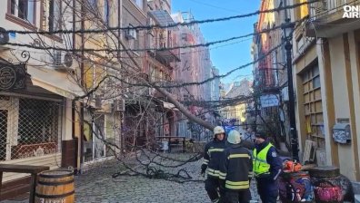 100 км/ч в Пловдив: Вятърът повали дървета върху коли, общината обеща пари (ВИДЕО)