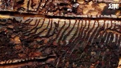 Вредители по растенията унищожават 40% от продукцията всяка година