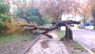 Столичани алармират за изгнили дървета по улиците: Опасни са!
