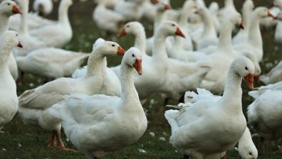 СЗО предупреждава: Гответе се за нова пандемия, която от животни се предава на хора