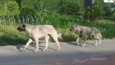 Глутница кучета тормози 3 софийски квартала