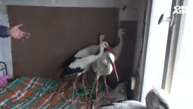 Щъркели мръзнат по пътищата, спасиха няколко край Силистра