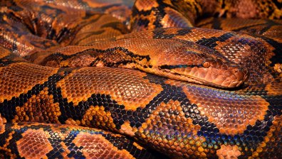 Триметров питон изпълзя в супермаркет в Австралия (ВИДЕО)