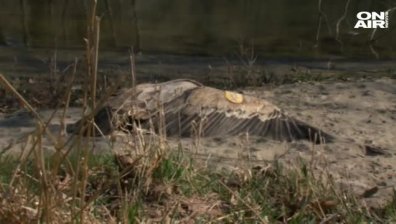 Бяха намерени мъртви лешояди в Кресненския пролом