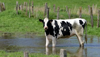 Отровените крави пили вода от канала часове преди инцидента, нямало им нищо