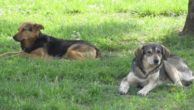 Helpbook: Глутница кучета разкъсаха котка, а от община Варна - безхаберие