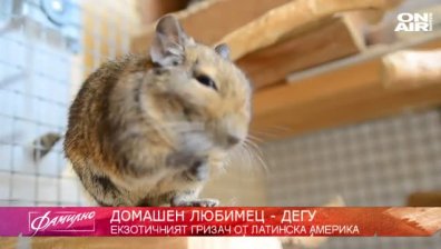 "Домашен любимец" - Екзотичният гризач дегу