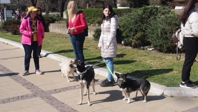 Варненци излязоха на протест срещу зверствата над животни