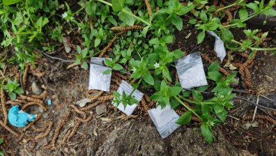 Наркотици започнаха "да растат по дърветата" в София при акция на МВР