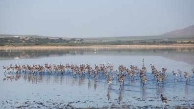 Бебета фламинго получиха първите си "паспорти" в резерват край Малага (СНИМКИ)