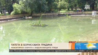 Столичани ще се радват отново на Езерото с водоплаващите птици