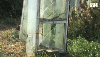 Градушки, дъждове и бури: Резултатът е щети и унищожена реколта