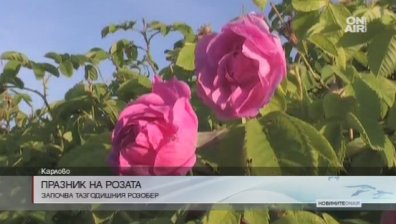 Започва розоберът в Карлово