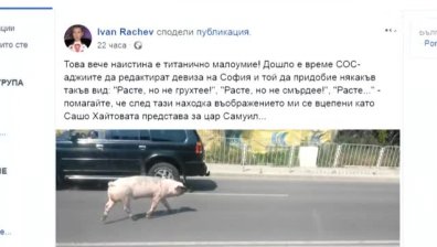 Безпризорното прасе Гошко, разхождащо се из София, разбуни социалните мрежи
