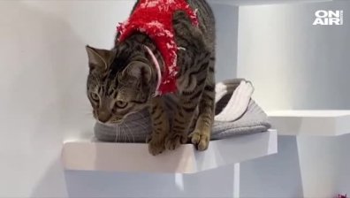 Коледният дух завладя кафене за котки във Вашингтон 