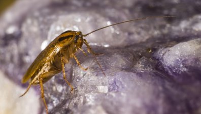 Жена подпали блок, за да убие хлебарка, вдъхновила се от социалните мрежи