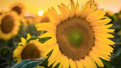 Внимавайте в горещините: Понеделник ни носи високи температури