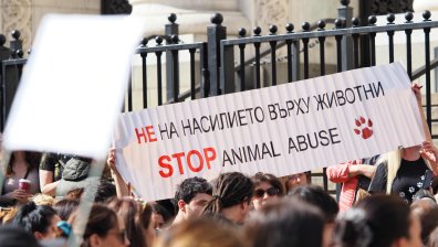 Жестокост срещу животни: По-високите наказания не предотвратяват престъпленията