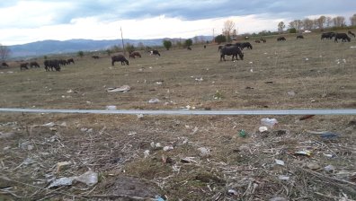 Зелени площи край София, превърнати в сметище, край тях пасат крави