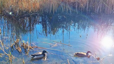 Столичната община възстановява езерата в Южния парк (+СНИМКИ)