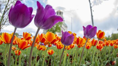 Времето в събота ще бъде слънчево, дъжд ще има следобед само на няколко места