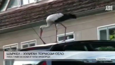 Щъркел-хулиган тормози цяло село в Германия