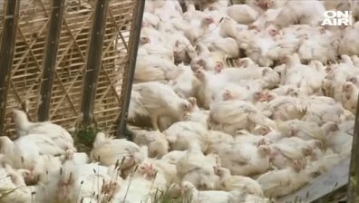 Магистралата  в Калифорния се превърна в птицеферма