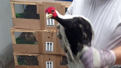 Наши митничари спасиха фазани от защитени видове, готвени за износ в ОАЕ