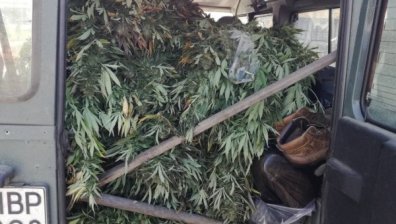 Иззеха голямо количество канабис и задържаха производителя му
