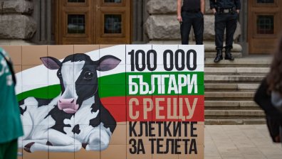 Внесоха над 110 000 подписа за забрана на клетките за телета (СНИМКИ)