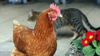 Бум на котки с птичи грип, 25 са починали или евтаназирани