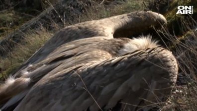 Възстановяват колонията от лешояди в Ракитна
