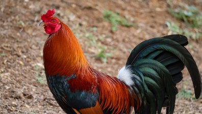 Helpbook: Петел буди всяка сутрин софиянци в центъра на столицата