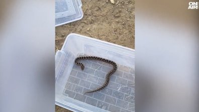 Ловецът на змии Александър Мечев спаси пепелянка в Стара Загора (+ВИДЕО)