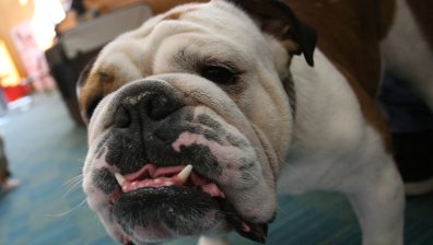 От Helpbook: За втори път бях нападнат от мъж и кучето му в София