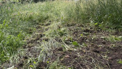 Тревата в междублокови площадки в София стига до 1,5 м, пълно е с кърлежи