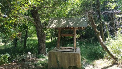 HelpBook: Агресивно куче без повод и старо изгнило дърво