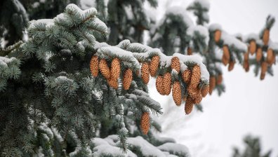 Сняг по Коледа? Прогноза за времето до края на декември