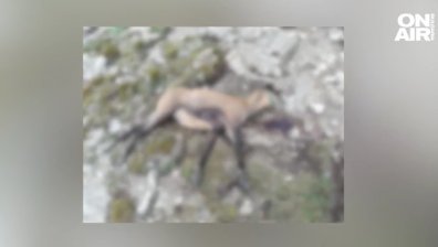 Жестока гледка на пътека в Пирин: Бракониери обезглавиха дива коза